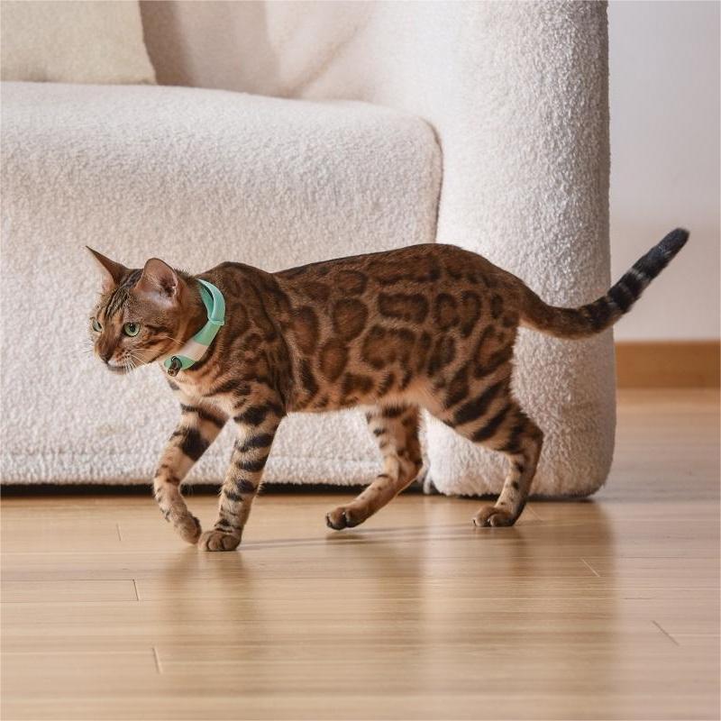 LaserPurr Fun Cat Collar
