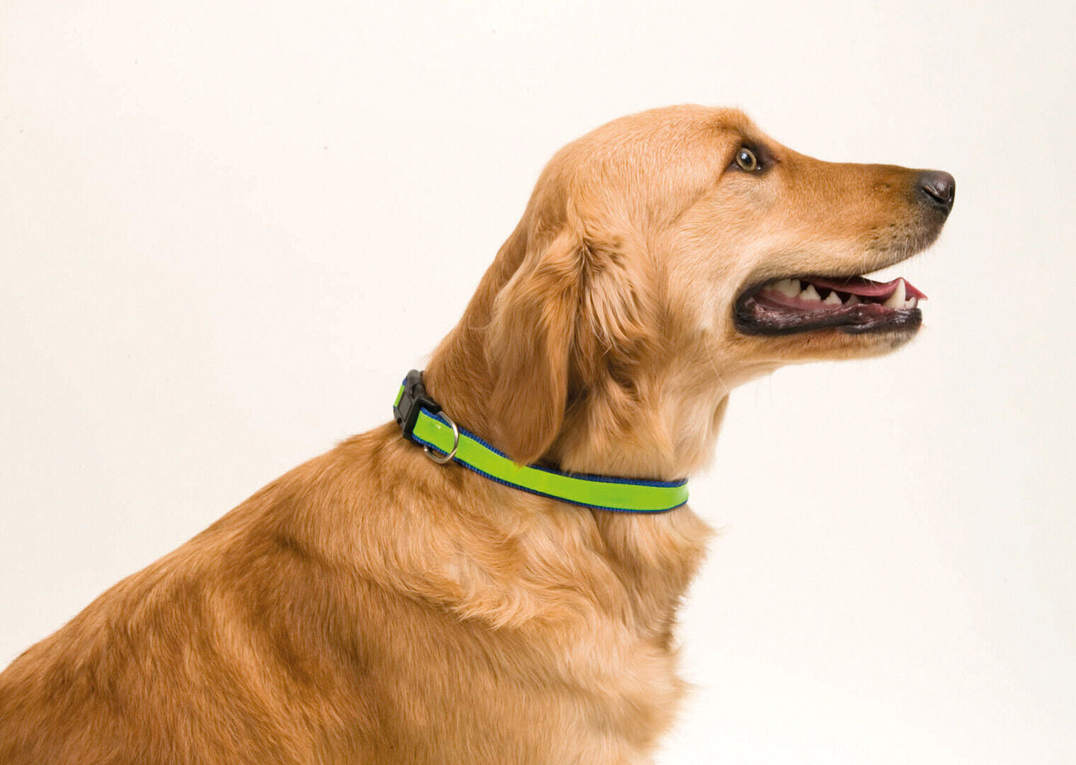 Reflective High Vis Dog Collar Adjustable Cat Safety Collars Night Walks UK