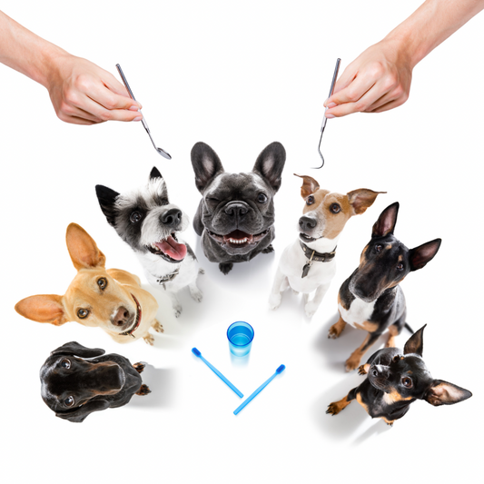 Doggy Dental Care Matters!