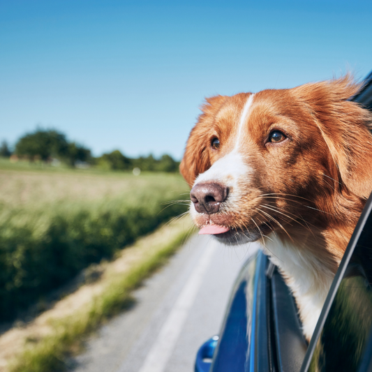 A Guide to Pet Travel and Essential Accessories